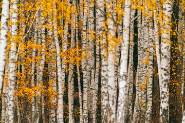 Autumn Birch Forest with Yellow Leaves
