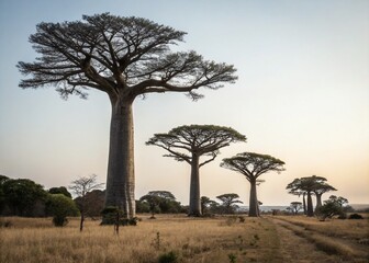 Obraz premium Minimalist Photography: Towering Trees of Buenos Aires, Argentina