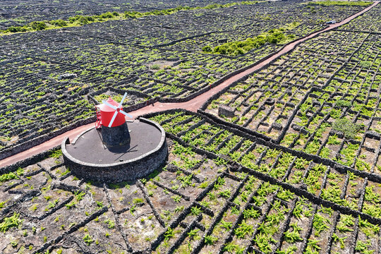 Red windmill and tradicional vineyard on Pico Island, Azores Portugal