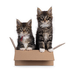 2 Black tabby with white Maine Coon cat kitten, sitting together in a brown carton box. Both looking towards camera. Isolated on a white background.