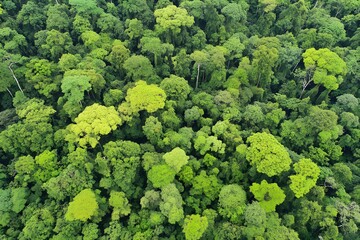 Naklejka premium green moss background