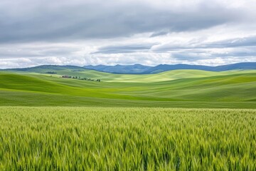 Fototapeta premium Serene Green Wheat Field in Rolling Hills Under a Cloudy Sky