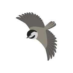 vector drawing bird, black-capped chickadee, hand drawn Poecile atricapillus, isolated nature design element