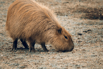 Capybara on the ground