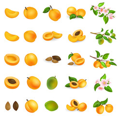 apricot-icons-set-cartoon