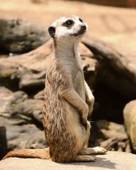 Fototapeta premium A curious meerkat stands upright on a log, observing its surroundings in a natural habitat. The scene captures the playful nature and alertness of this fascinating mammal.