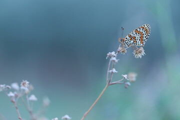 una farfalla melitaea al tramonto su un fiore