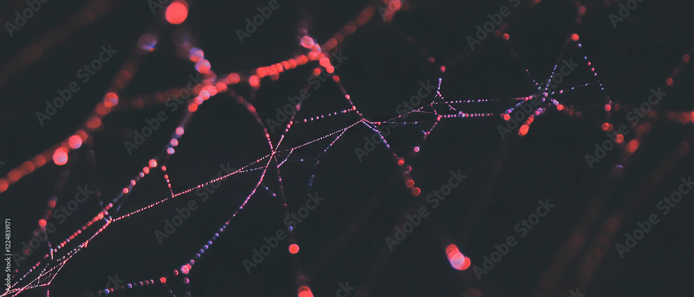 Poster Spider web adorned with fresh strands illuminated against a dark background