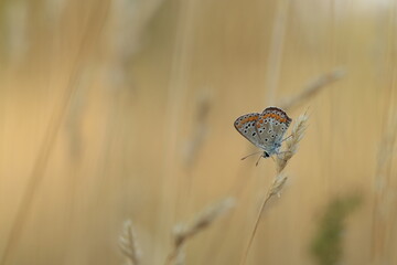 una farfalla licenide al tramonto