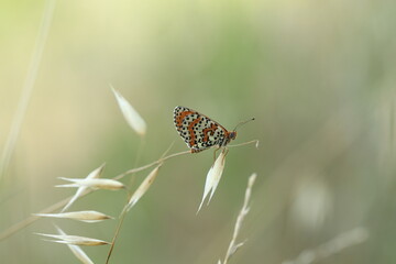 una farfalla melitaea al tramonto su un fiore