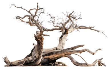 Fototapeta premium PNG Dead tree driftwood plant