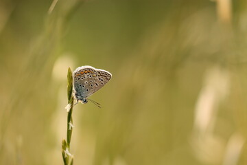 una farfalla licenide al tramonto
