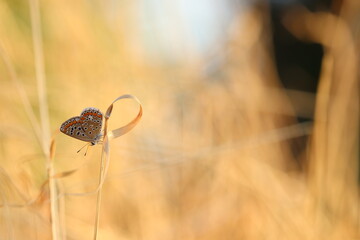 una farfalla licenide al tramonto