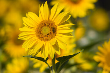 Sunflowers (helianthus) in a field - summertime