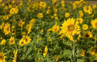 Sunflowers (helianthus) in a field - summertime