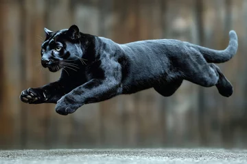 Gordijnen Black panther leaping forward with intensity and power © Gatherina