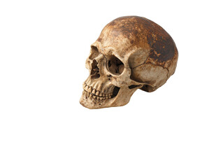 Obraz premium Isolated Human Skull with Detailed Texture and Bone Structure