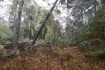 Deer Isle, Maine, Usa