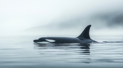 Naklejka premium A killer whale in the fog, gliding through calm water, creating a minimalist and mysterious mood