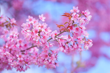 Beautiful Sakura or Cherry Blossom flowers bloom on the high mountain. The famous place of travel attraction destination at Chiang Mai, Thailand. Doi Inthanon National Park, Doi Ang Khang,