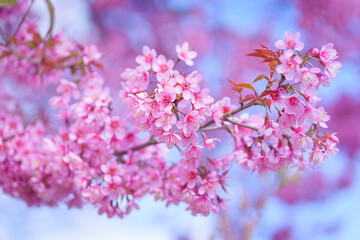 Beautiful Sakura or Cherry Blossom flowers bloom on the high mountain. The famous place of travel attraction destination at Chiang Mai, Thailand. Doi Inthanon National Park, Doi Ang Khang,
