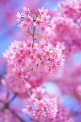 Beautiful Sakura or Cherry Blossom flowers bloom on the high mountain. The famous place of travel attraction destination at Chiang Mai, Thailand. Doi Inthanon National Park, Doi Ang Khang,