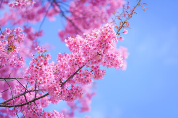 Beautiful Sakura or Cherry Blossom flowers bloom on the high mountain. The famous place of travel attraction destination at Chiang Mai, Thailand. Doi Inthanon National Park, Doi Ang Khang,