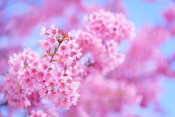 Beautiful Sakura or Cherry Blossom flowers bloom on the high mountain. The famous place of travel attraction destination at Chiang Mai, Thailand. Doi Inthanon National Park, Doi Ang Khang,