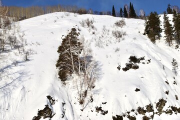 A tree on the bank of the frozen Malaya Ulba mountain river in Eastern Kazakhstan in winter