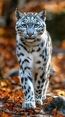 Naklejka premium Snow leopard confidently navigates through colorful autumn leaves in a tranquil forest setting