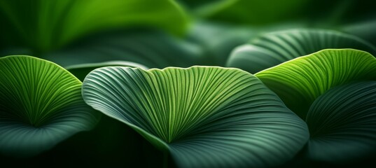 Vibrant Green Leaves Close-Up of Lush Foliage, Showcasing Smooth Texture and Natural Beauty