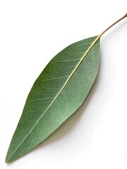 Obraz premium green leaf isolated on white