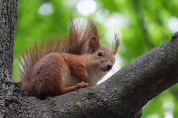 Amusing red squirrel on a tree. Animals