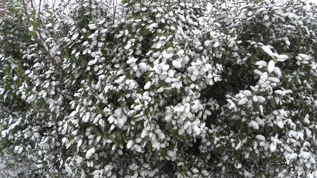 When it snows in the evergreen trees