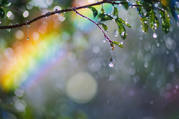 Obraz premium Raindrops hanging from vibrant green leaves under a soft rainbow backdrop in a serene garden