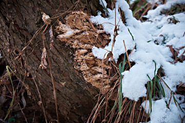 Old wooden stump in winter close-up