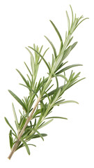 Fototapeta premium green rosemary on white background 