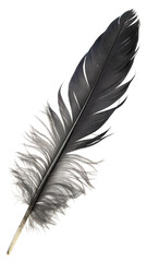 Beautiful black bird feather isolated on white, top view
