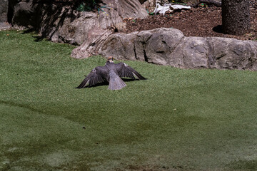 .photographs of a common falcon in nature, natural habitat