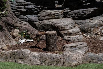 photographs of a common bird in the middle of nature, natural habitat