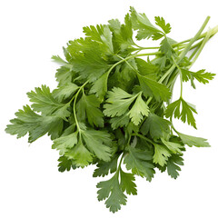 Fototapeta premium Parsley leaf. Parsley isolated on white background.