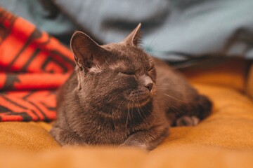 A gray short hair cat peacefully lounging on a cozy orange blanket, enjoying warmth and comfort.