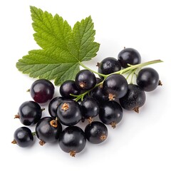 Black currant with leaf isolated on white background
