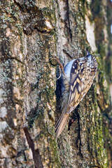 (Certhia familiaris) on a tree where it searches for food by hammering the