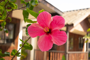 A vibrant pink hibiscus flower