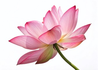 Fototapeta premium Pink Lotus Flower Isolated on White Background - High-Resolution Stock Photo