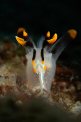 Nudibranchs Thecacera picta. Photo was taken in the island Romblon, Philippines