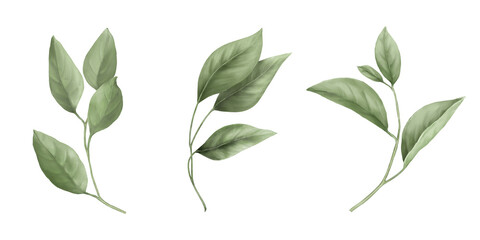 Spring branch with green leaves in set Watercolor digital illustration. Apple and willow leaves in botanical illustration isolated on white background. For wedding invitation or greeting card.