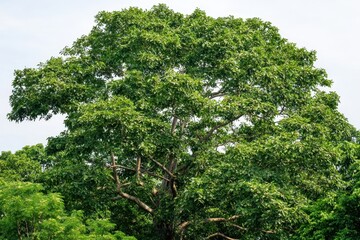 Brazil Nut Tree in Amazon Rainforest A towering Brazil nut tree surrounded by dense tropical greenery.