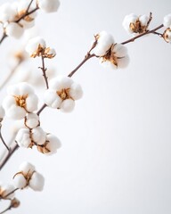 Cotton plant branches with white flowers on a light background for a natural and peaceful feeling